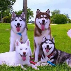 Meet your Posher, Tito